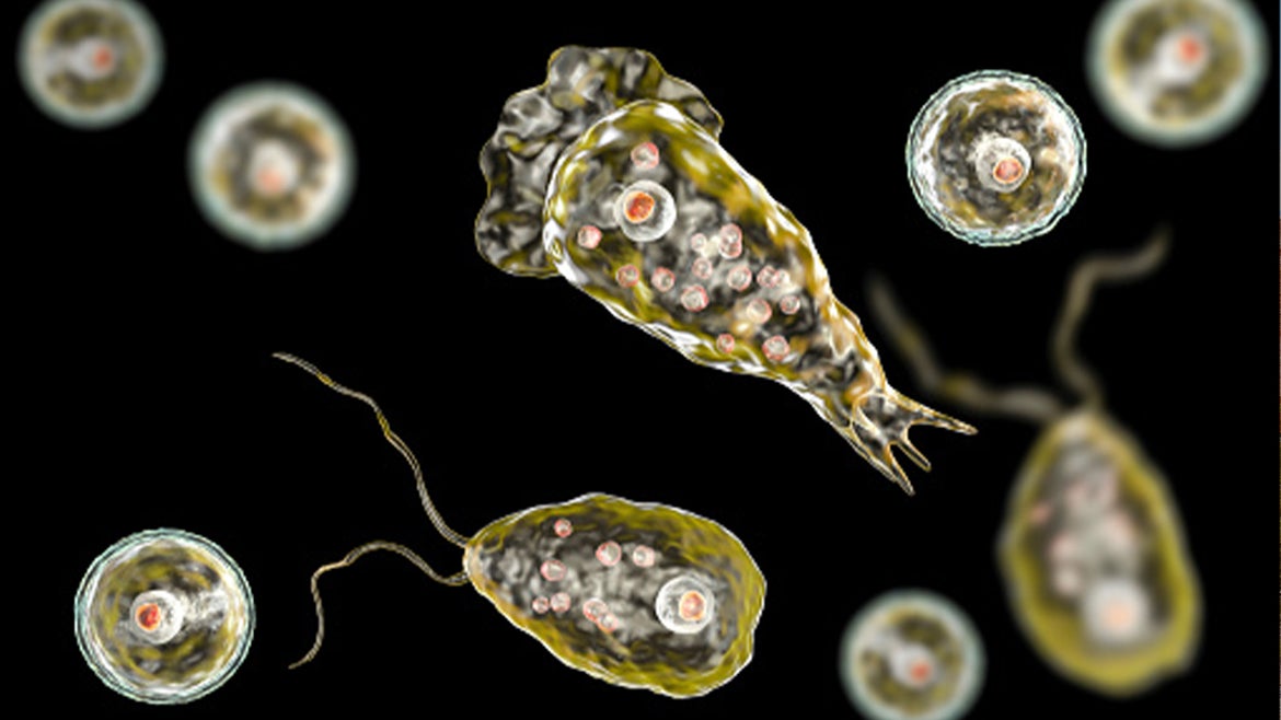 A computer illustration of the deadly brain-eating amoeba Naegleria fowleri.