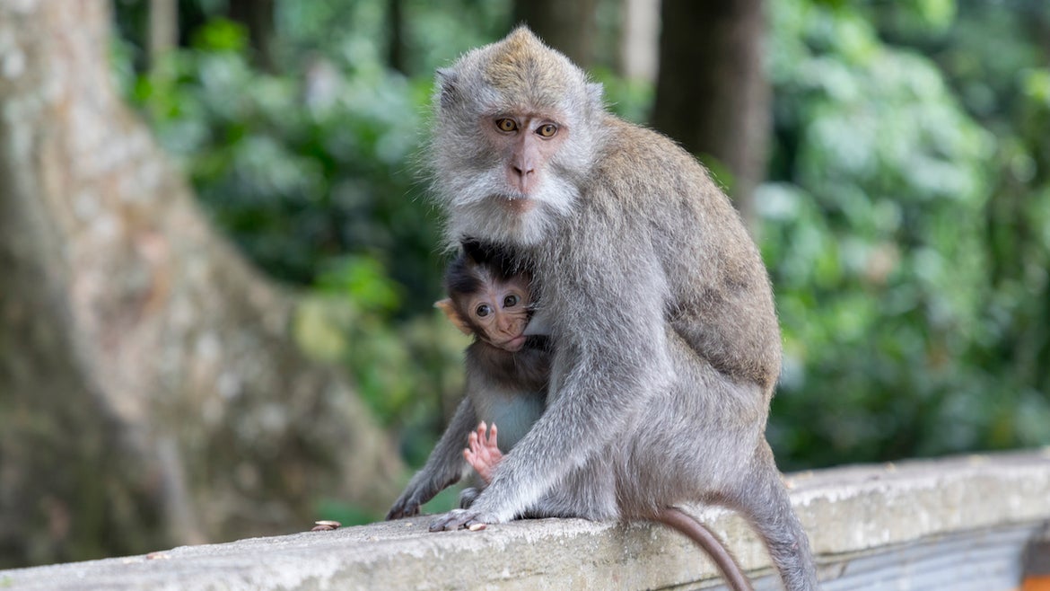 Two long tailed Balinese Macaque at Padangtegal Great Temple of Death in Bali, Indonesia on August 13, 2019.