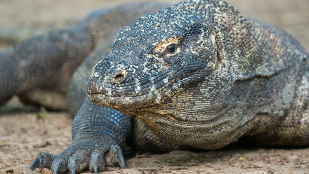 Komodo dragon close up