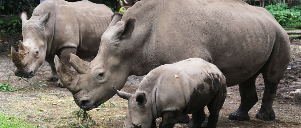 Baby white rhino in front of two adult rhinos