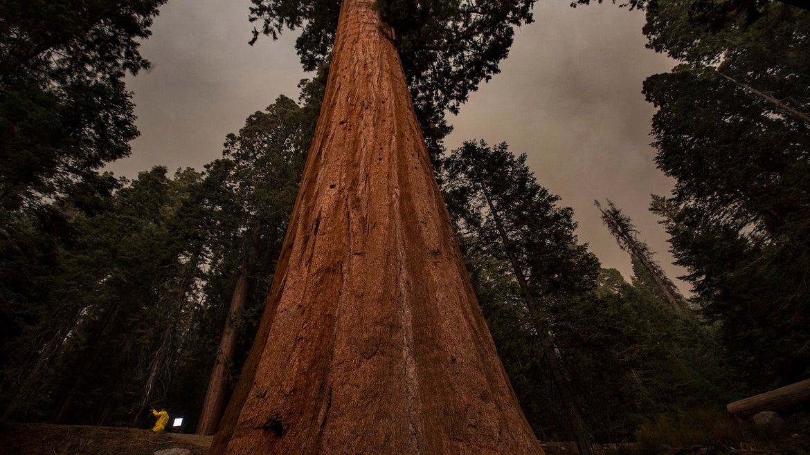 September 17, 2021: A news crew, left, is dwarfed by a giant sequoia in Lost Grove as smoke haze from the KNP Complex fire fills the sky on Friday, Sept. 17, 2021 in Sequoia National Park, CA.