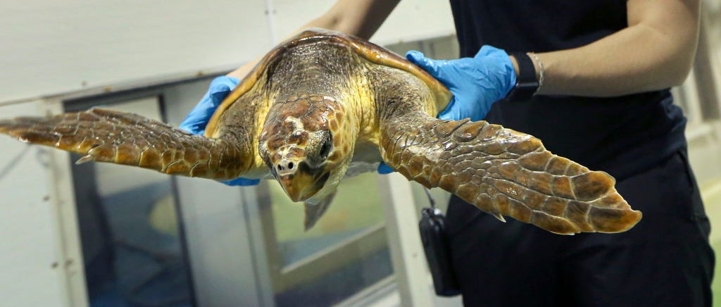 Rescued loggerhead sea turtle