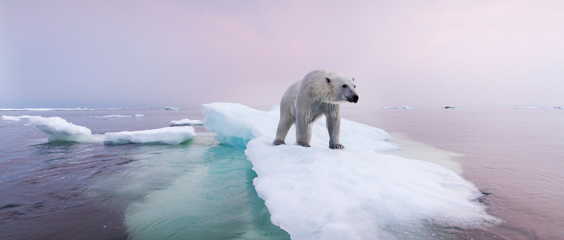 Polar bear on ice chunk 