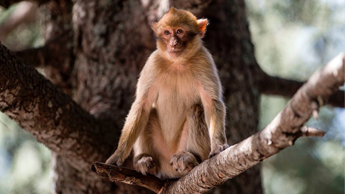 A stock image of a macaque monkey that resembles the monkey that abducted the puppy in Malaysia.
