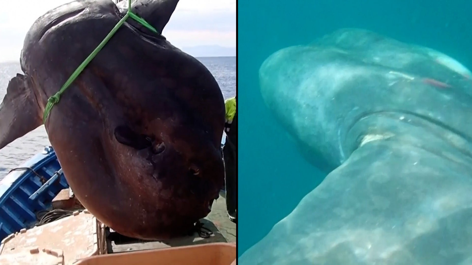 Scientists Find Enormous Sunfish Caught in Fishing Net