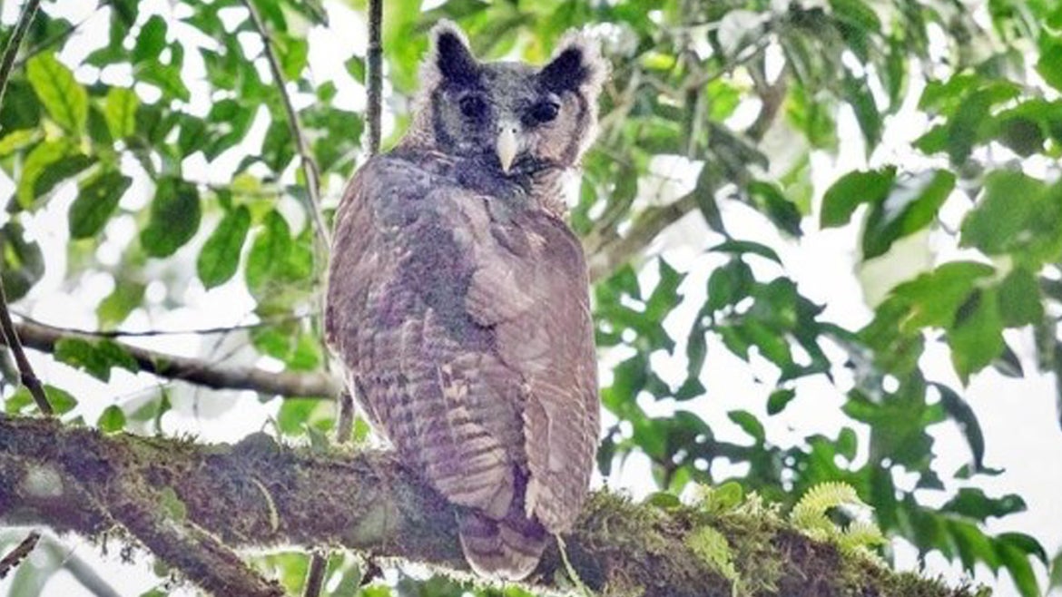 This is the only known clear photograph of the Shelley's eagle owl, taken by two British researchers who spotted the bird.