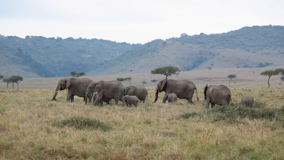 A photo taken on Aug. 30, 2021 shows some of the new baby elephants accounted for in the recent census.