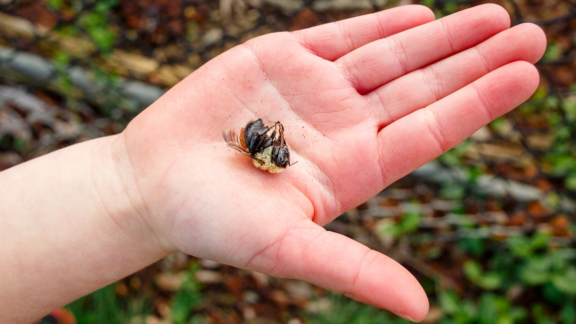 A small child's hand reaches out holding a dead bumblebee in her palm 