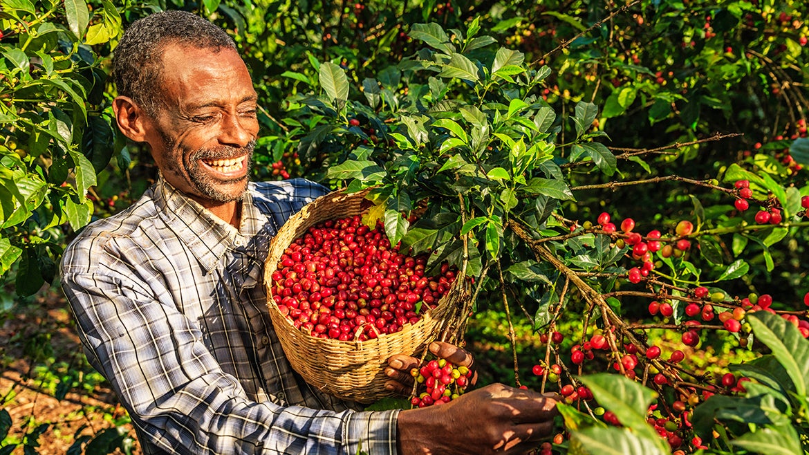A man collects berries from a coffee farm in Ethiopia.