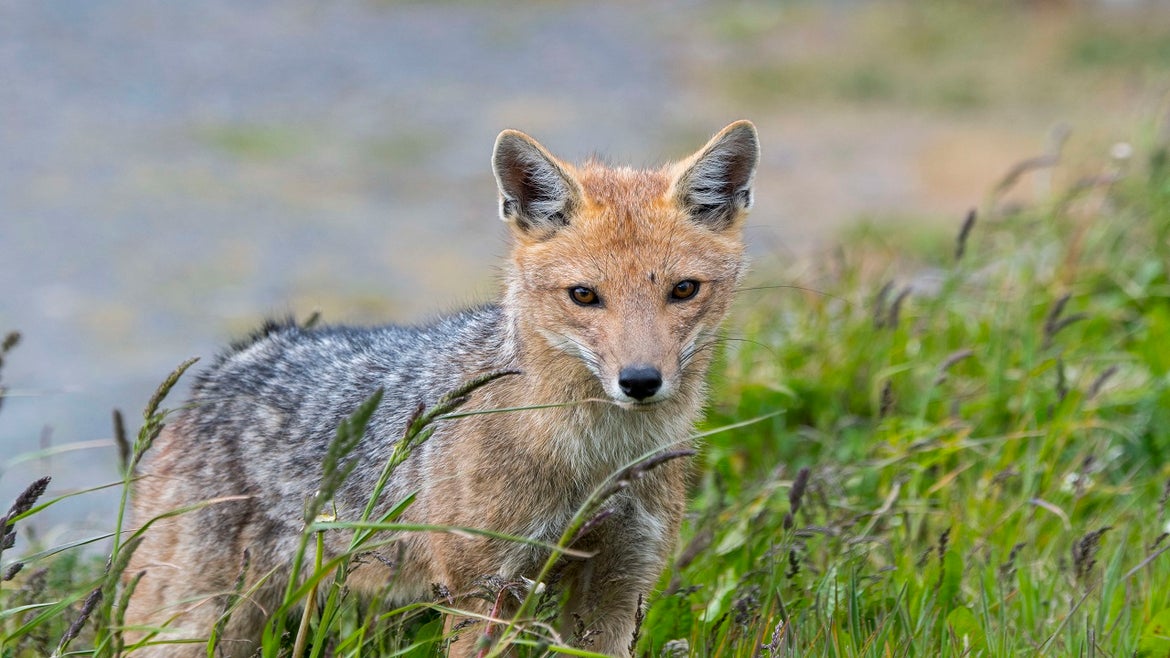 Andean fox.