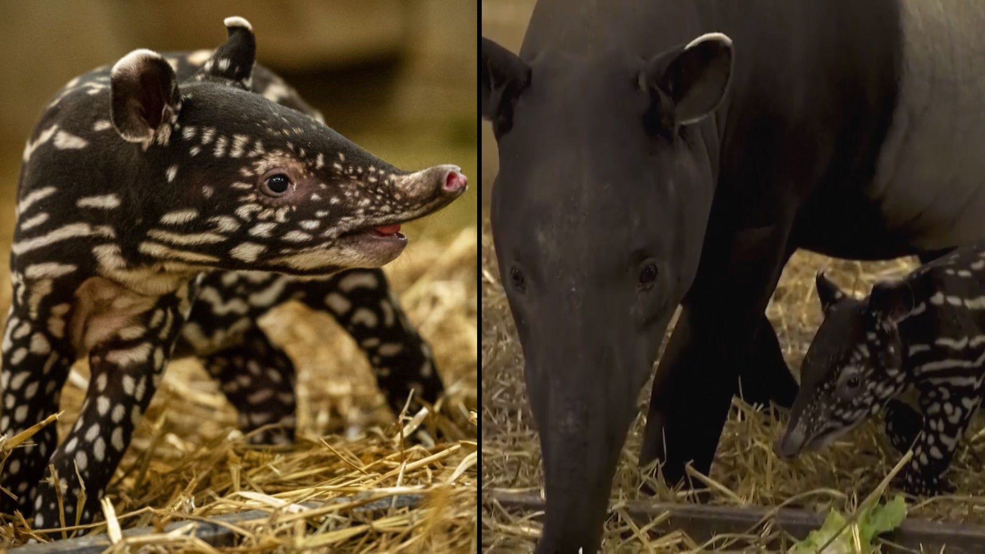 Endangered Tapir Born in Zoo; Less Than 2,500 of Them Live in the Wild |  Inside Edition