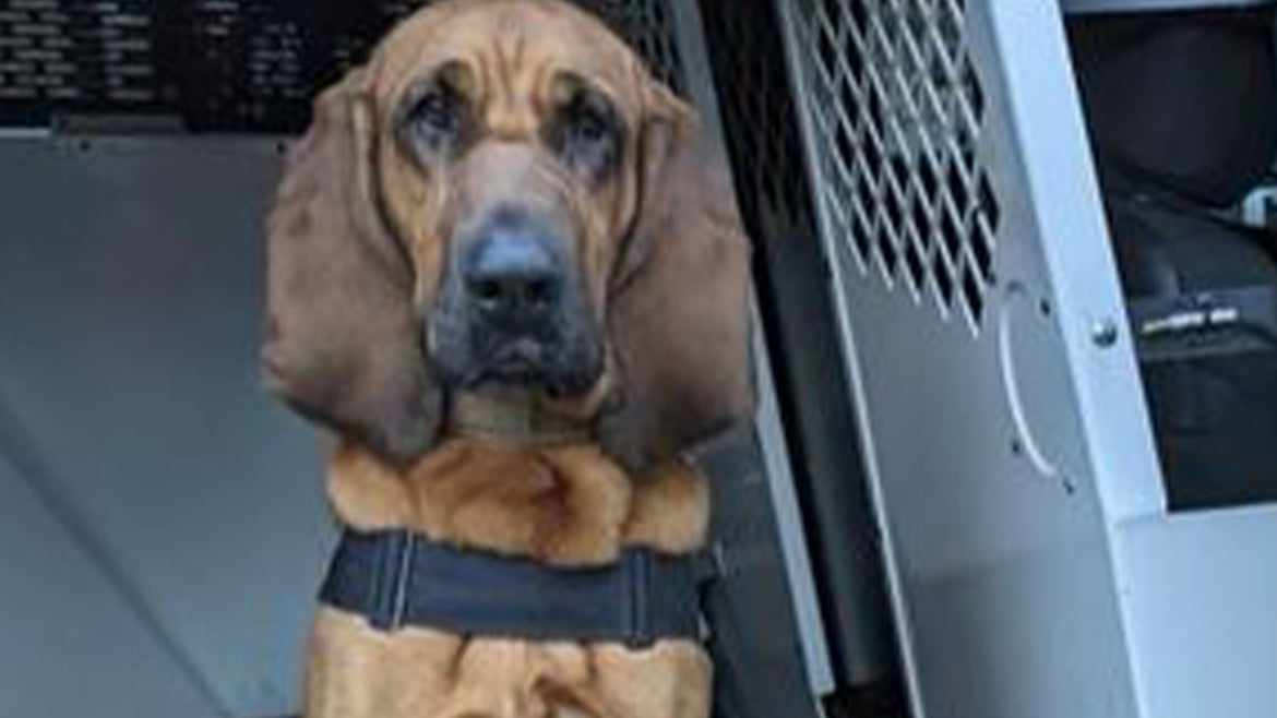 Izzy, the bloodhound helped rescue a missing 10-year-old girl with its handler