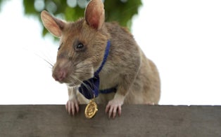 Hero Rat That Detected Over 100 Landmines in Cambodia Dies at Age 8
