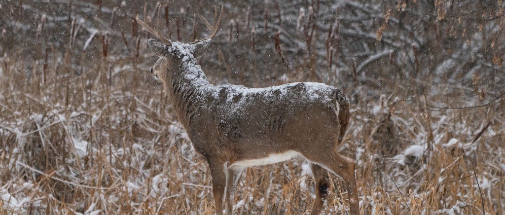 Buck in snow, looking into the distance