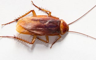 Swimmer Thought He Had Water Stuck in Ear, Turned Out to Be a Cockroach