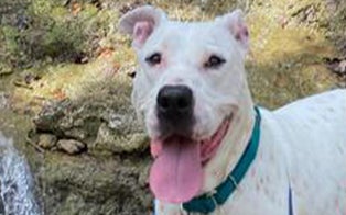 Deaf Dog in Texas Shelter Finds Forever Home After More Than 240 Days 