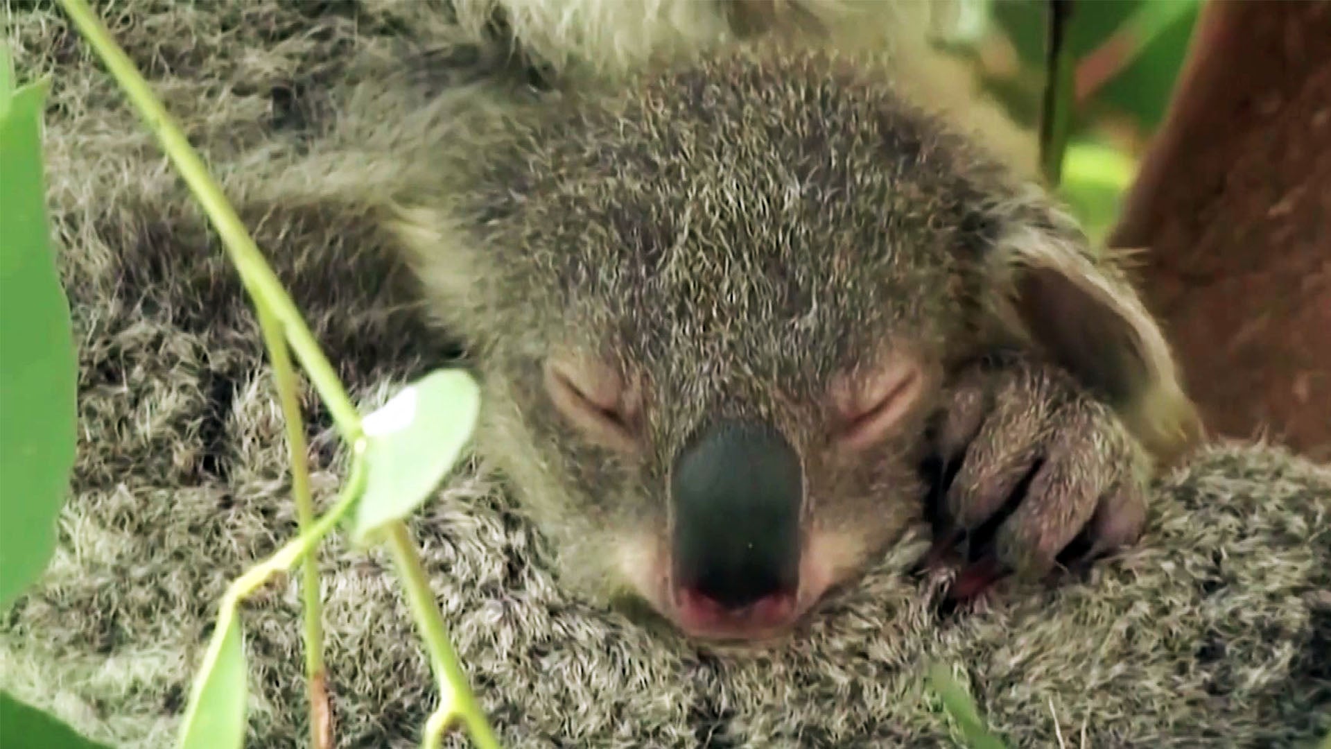 Australia Says Koalas Are Now Endangered