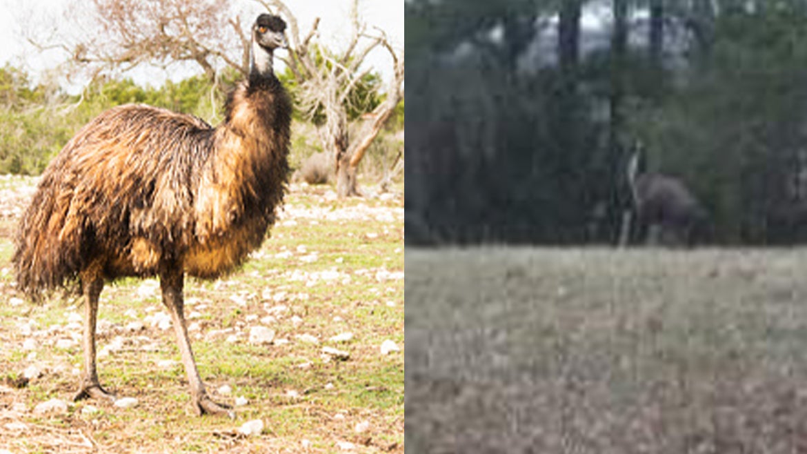 A stock image of an Emu; photo of missing emu