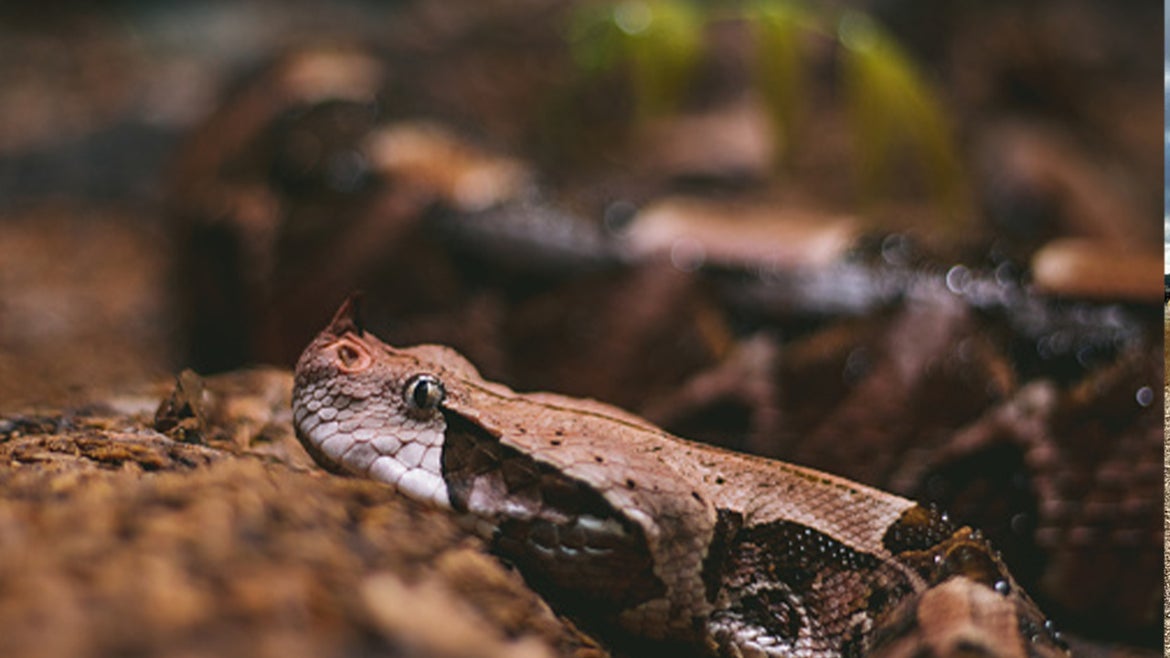 An image of an African Pit Viper snake.