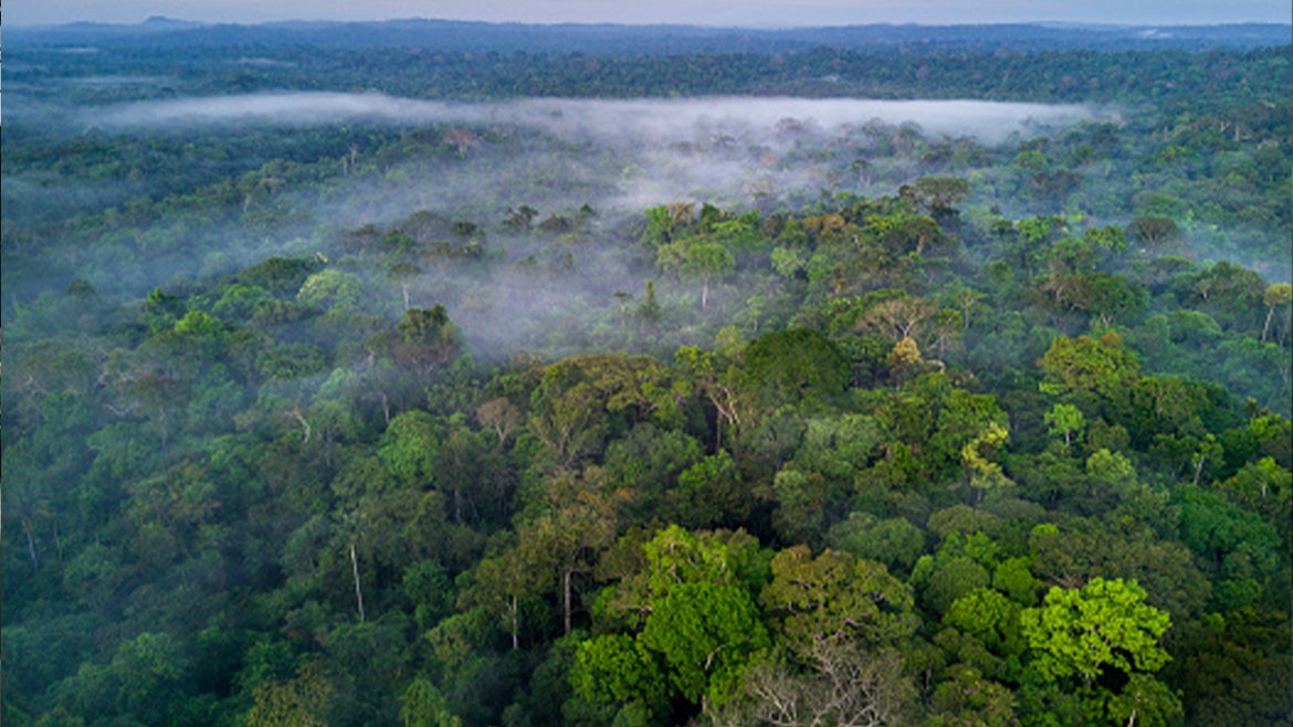 A stock image of Amazon Rainforest, Brazil. 
