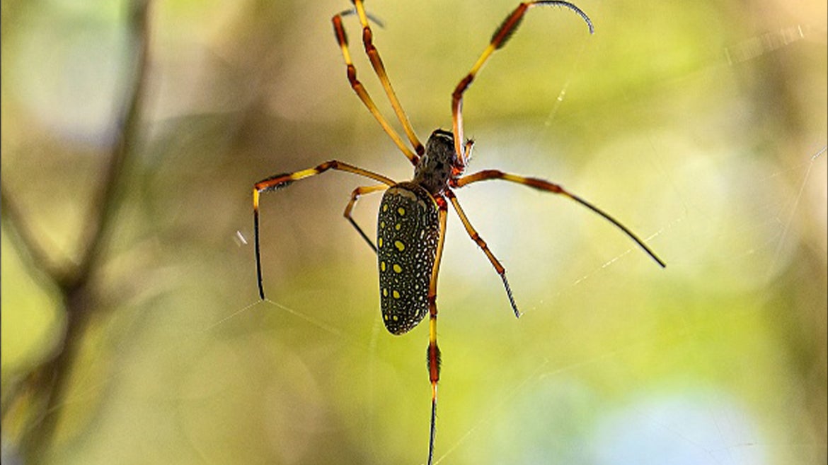 An image of the Joro spider in its web its weaved. 