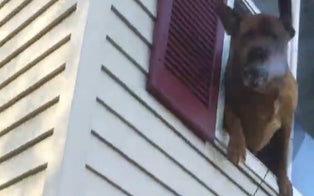 Beloved Family Dog Escapes Blaze by Leaping Out Window as Pennsylvania Home Goes Up in Flames