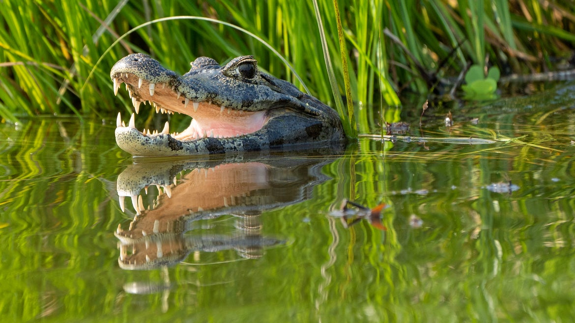Aligator with open mouth and head above water