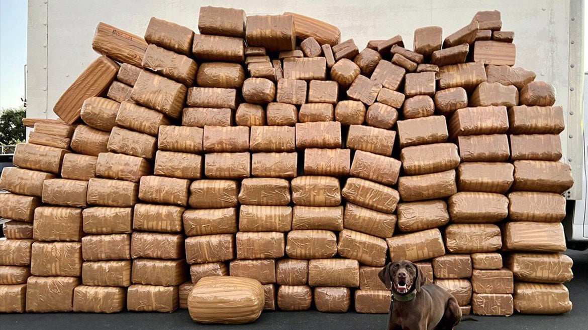 Many stacked boxes containing the methamphetamine law authorities seized, and a brown dog sitting in front of the stack