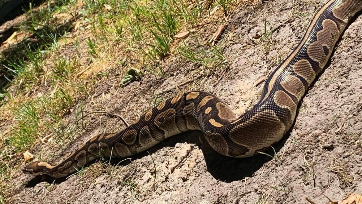 Long snake on grass