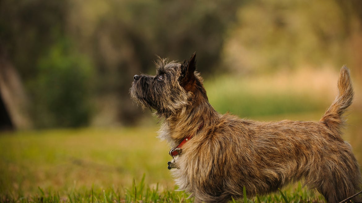 A Cairn Terrier, similar to the dog picture above, has been hailed a hero for saving his family from a fire.