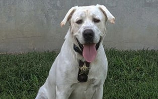 Maverick the Dog Helps Find a Missing Child in North Carolina