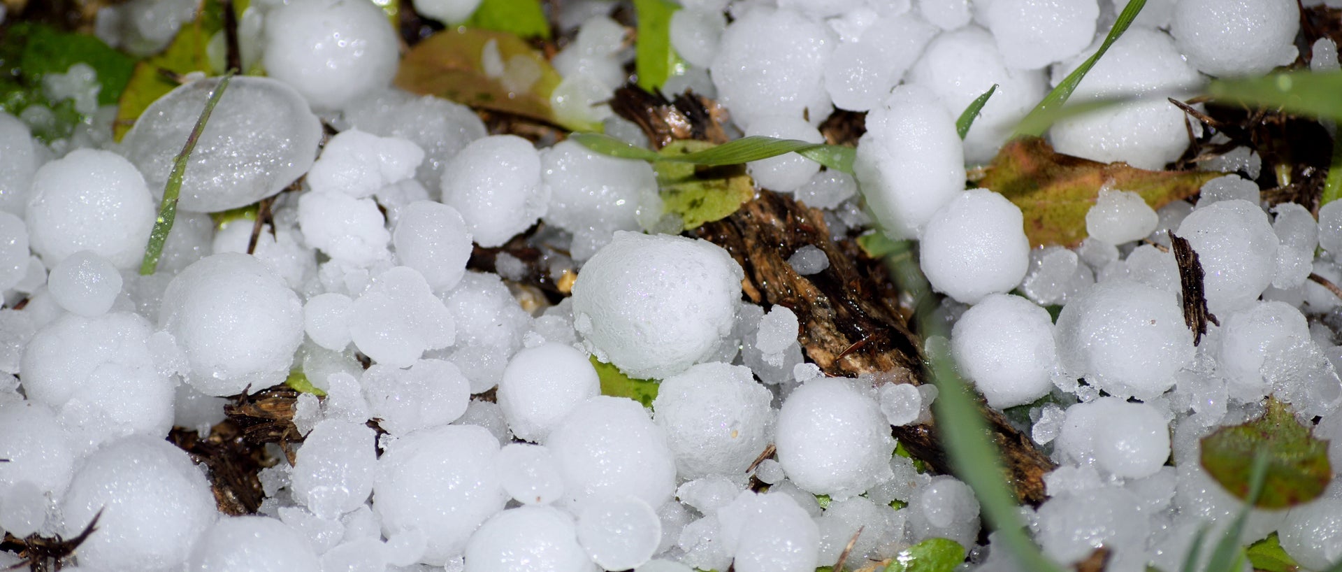 Zoomed in photo of small hail stones on the grass