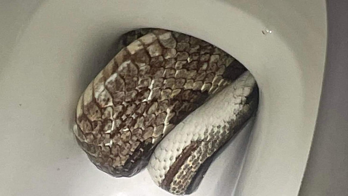 Yep, that's a snake in a toilet. Sss….afely relocated by Eufaula PD