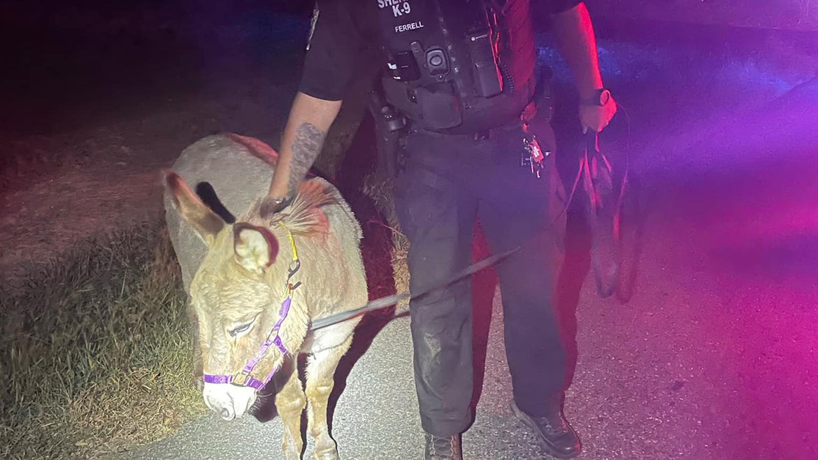 Donkey being walked by officer at night