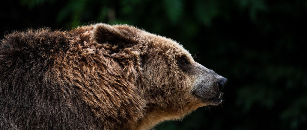 Profile view of brown bear