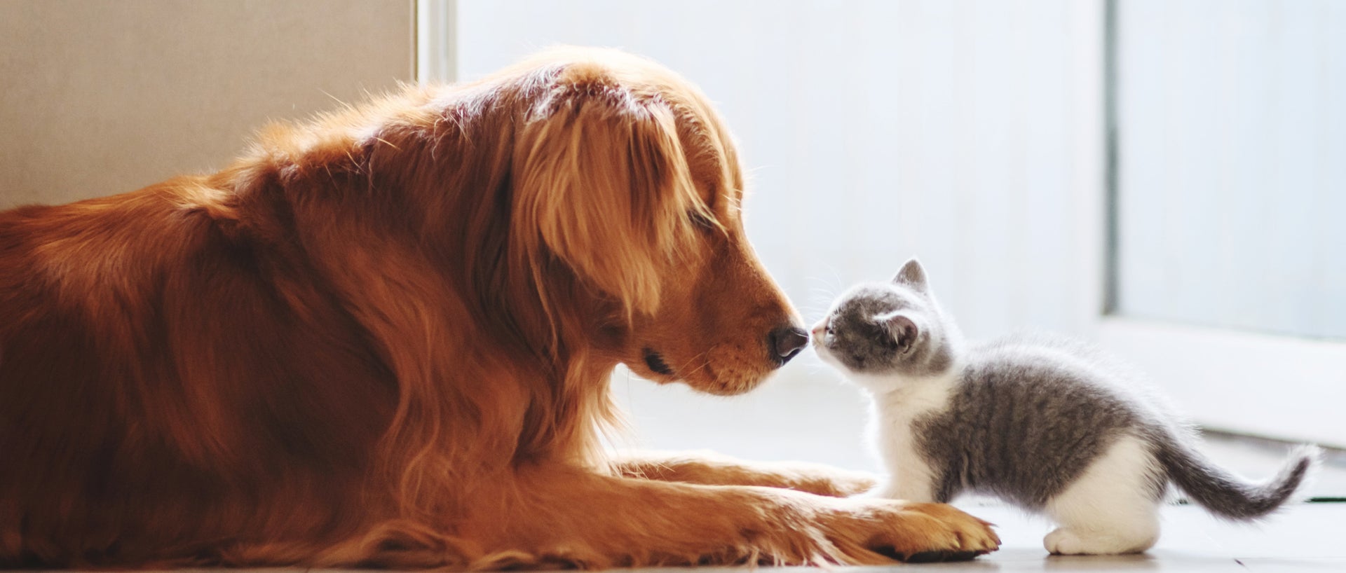 Dog and cat touching noses