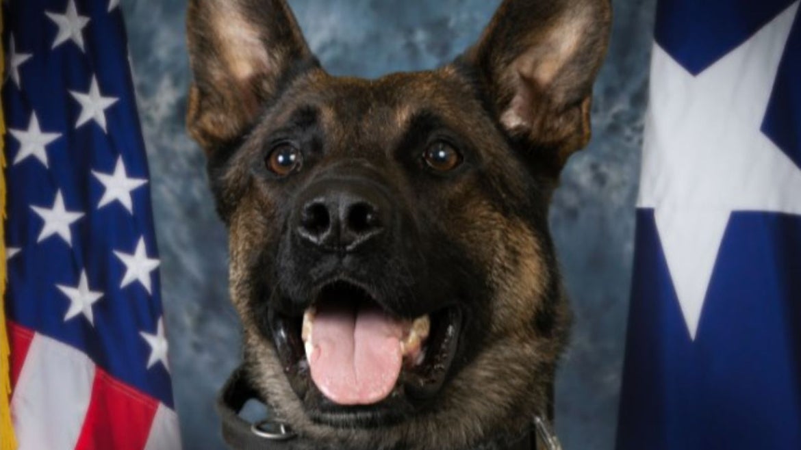 German Shepard and Belgium Malinois mix