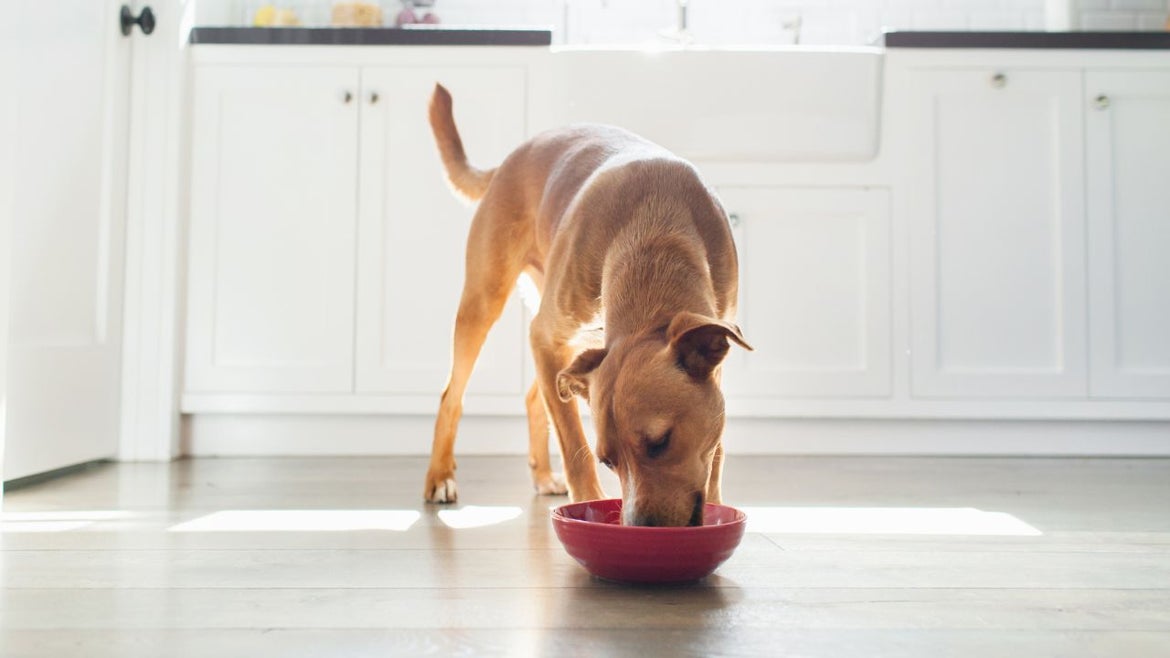 Purina Recalls Dog Food as Increased Levels of Vitamin D Are Found