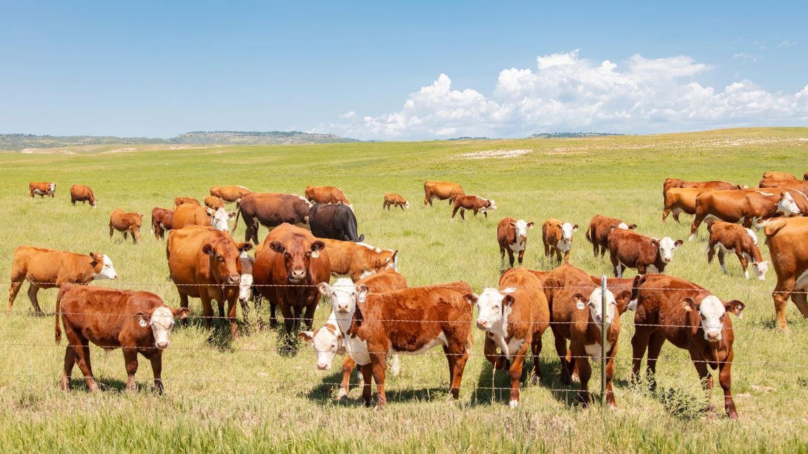 A herd of brown cows crazing in an open field of tall grass