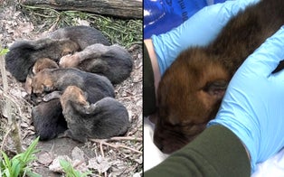Mexican Wolf Puppies Born at Zoo Placed in Wild Packs Across US to Help Boost Population of Endangered Species