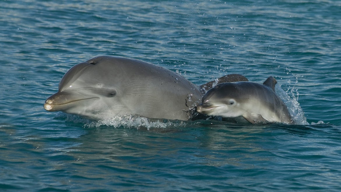 Mom and Baby Dolphin