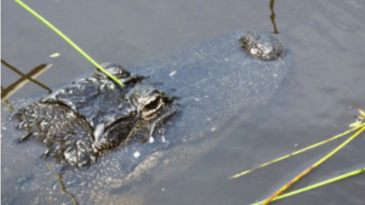 alligator in swamp