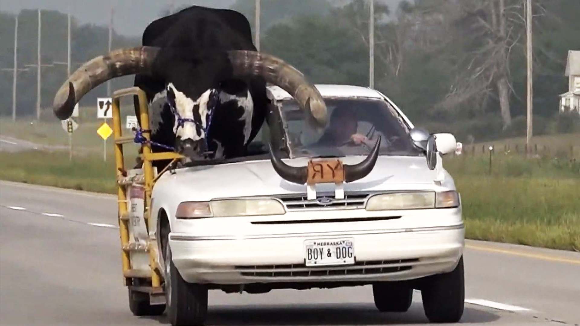 Driver With Giant Bull in Passenger Seat Pulled Over by Cops Inside Edition pic pic