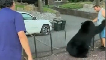 Man Escorts Massive Bear Out of Pennsylvania Campsite After Being Attacked 