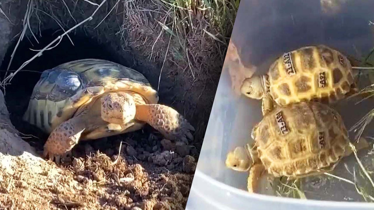 Endangered Tortoises Released in New Mexico for Repopulation Effort