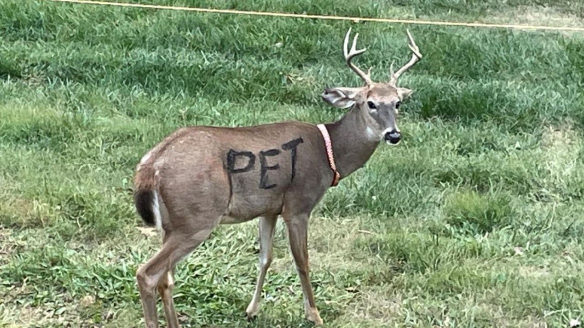 deer wearing a collar with the word "pet" written on its side