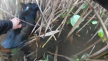 Cop pulls dog from pond
