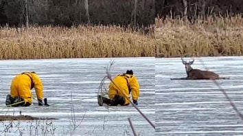 Prior Lake Firefighters crawled across a frozen lake to rescue a stranded deer.