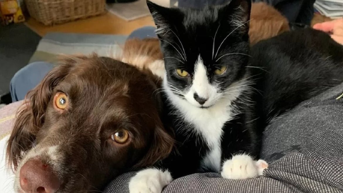 Dog Helps Rescue Lost Family Cat