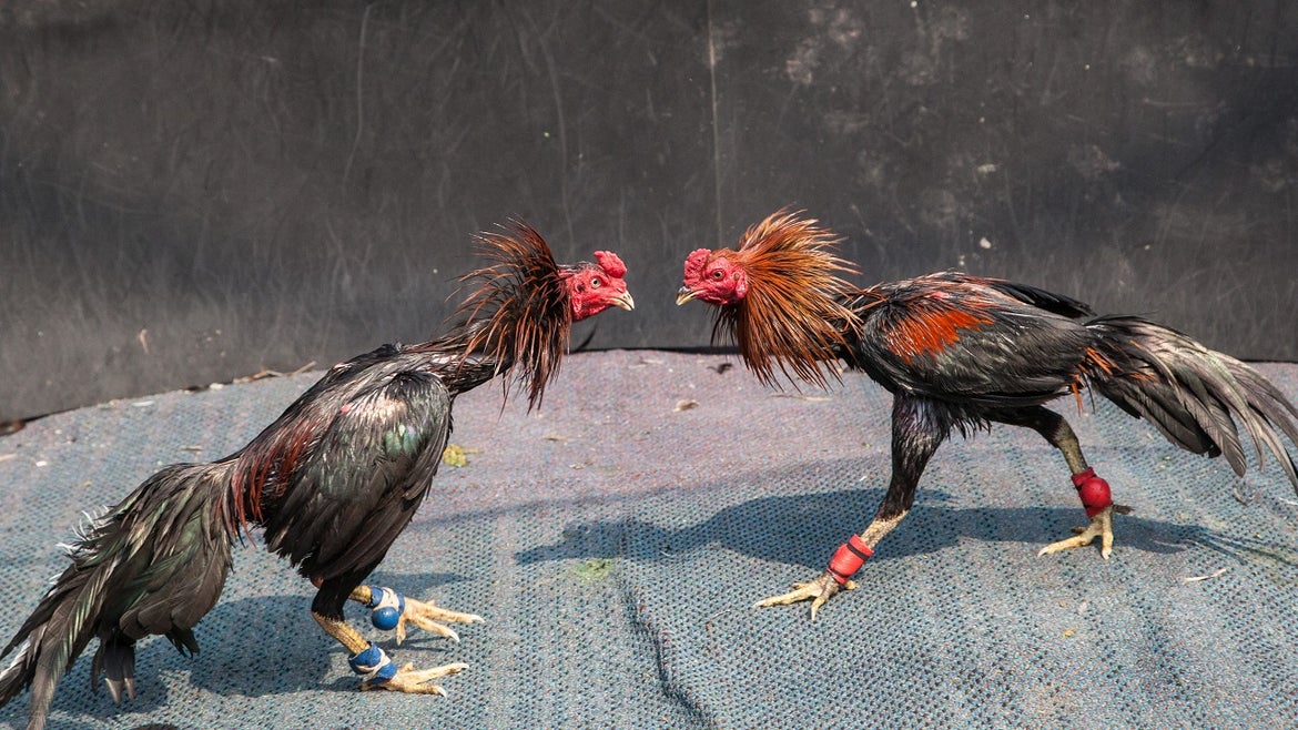 Alabama Cockfighting Ring